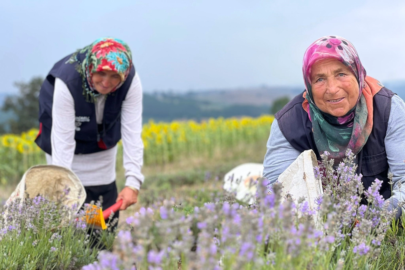 Kocaeli'de mor tarlalarda lavanta hasadı başladı haberi